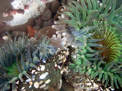 Ανακάλυψη μικροοργανισμού: Το ρολόι της εξέλιξης είχε σταματήσει για πάνω από 2 δις χρόνια